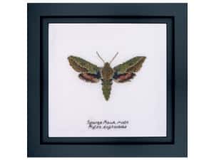 Thea Gouverneur borduurpakket aida Spurge Hawk moth 21 x 21 cm