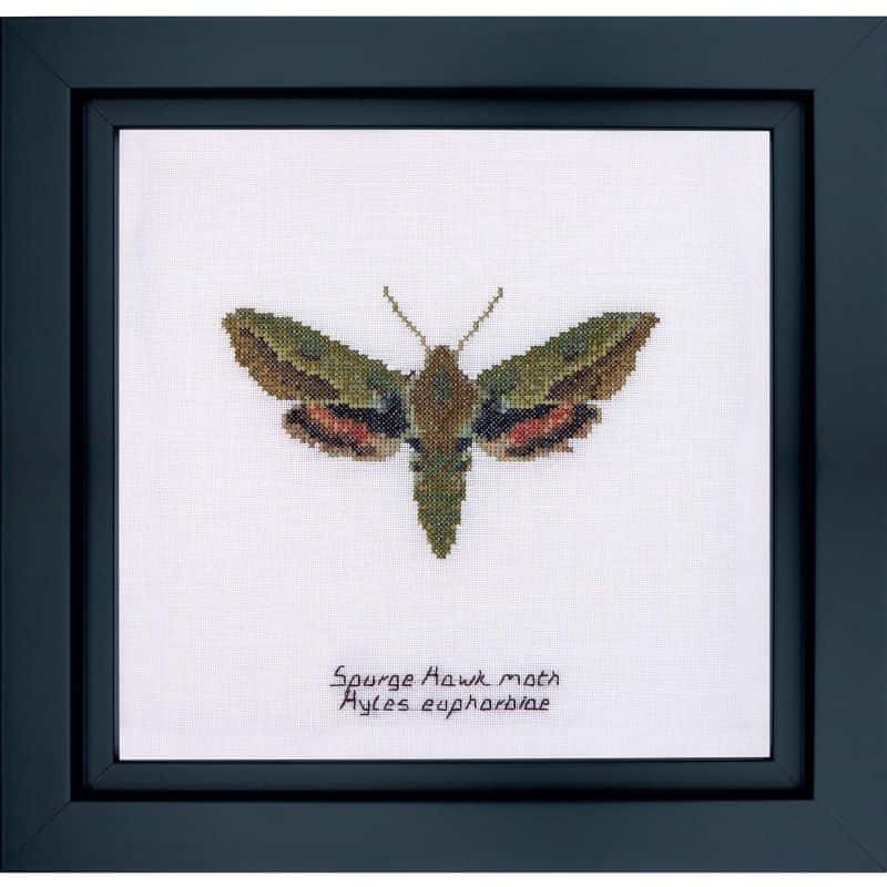 Thea Gouverneur borduurpakket aida Spurge Hawk moth 21 x 21 cm