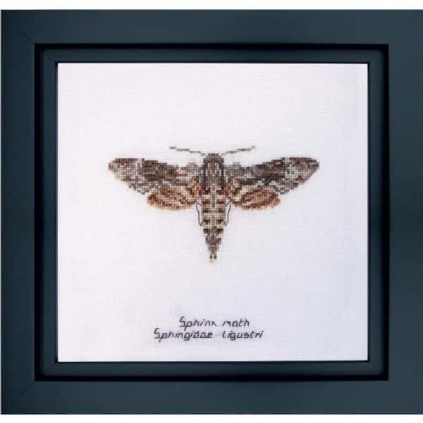 Thea Gouverneur borduurpakket aida Sphinx  moth 21 x 21 cm