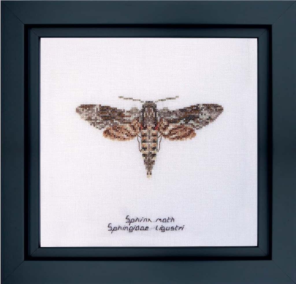 Thea Gouverneur borduurpakket aida Sphinx  moth 21 x 21 cm